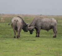 IMG-20180226-WA0002 IMG-20180226-WA0002