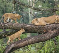 LAKE-MANYARA-NATIONAL-PARK LAKE-MANYARA-NATIONAL-PARK