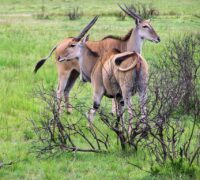 Selous-Game-Reserve-Nature-HD-1024x768 Selous-Game-Reserve-Nature-HD-1024x768